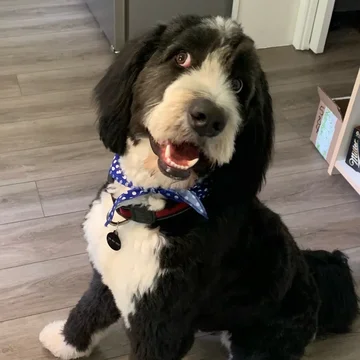 Merlin, Maria's bernedoodle